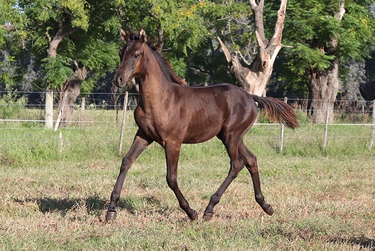 RO Vladimir